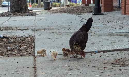 pollo domestico — Bild 4