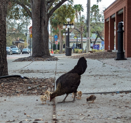 pollo domestico — Bild 3