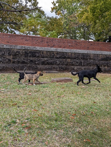 cane domestico — Bild 5