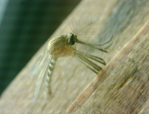 zanzara domestica — Bild 4