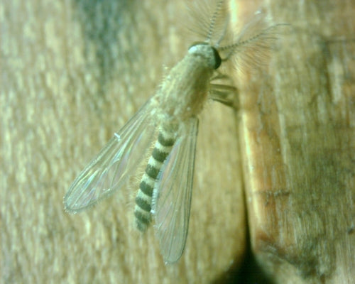zanzara domestica — Bild 3