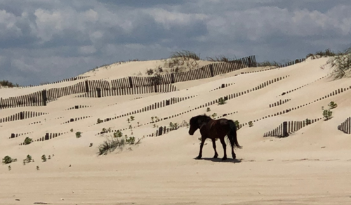 Cavallo domestico — Bild 2
