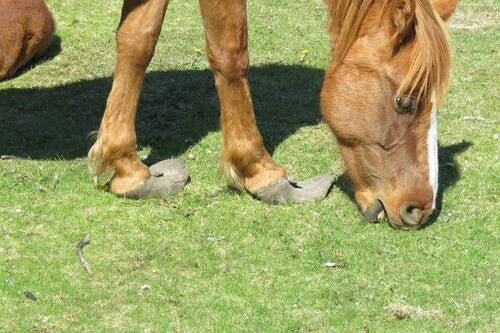Cavallo domestico — Bild 4
