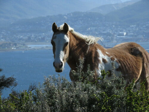 Cavallo domestico — Bild 5