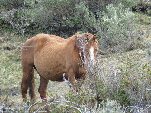 Cavallo domestico — Bild 3