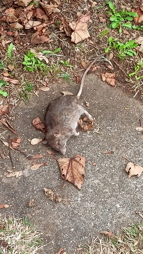 ratto domestico — foto 4 di 50