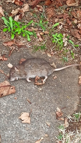 ratto domestico — foto 3 di 50