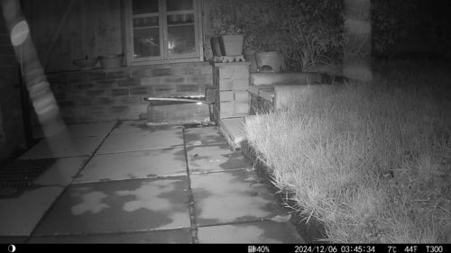 ratto domestico — foto 1 di 50