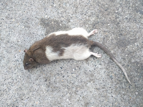 ratto domestico - Bild 4