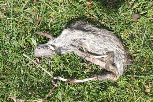 ratto domestico — foto 5 di 50