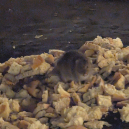 ratto domestico - Bild 2