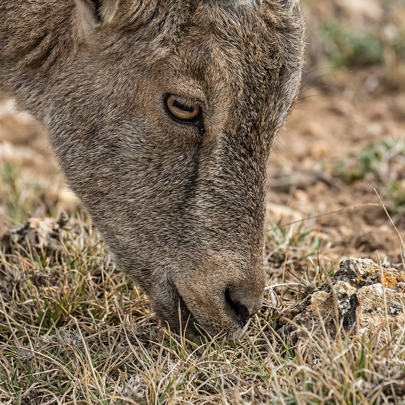 capra domestica