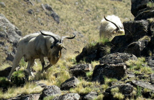 capra domestica — Bild 3
