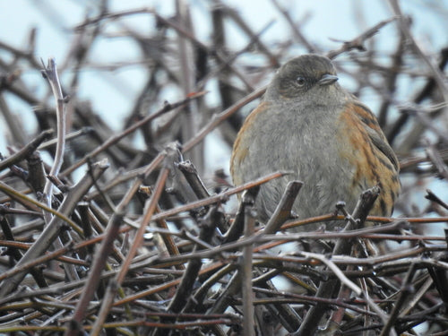 Dunnock — Bild 3