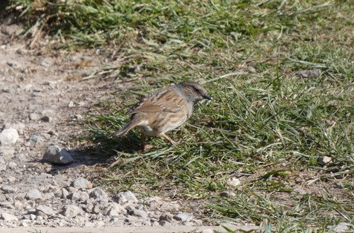 Dunnock — Bild 2
