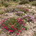 Heide-Nelke (Dianthus deltoides) in Blüte im naturnahen Garten (KI-generiert)