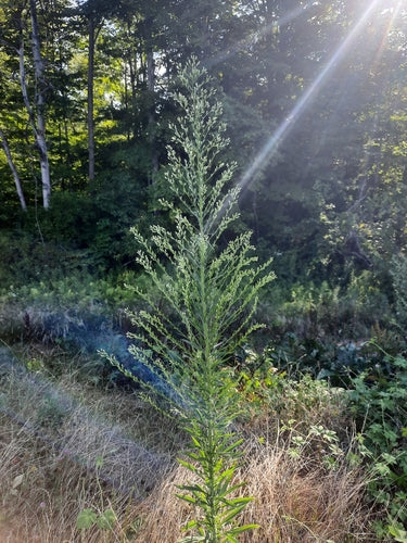Erbe di erica — Bild 1