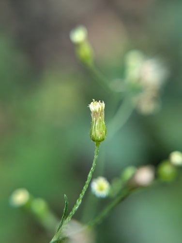 Erbe di erica — Bild 2