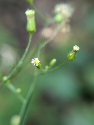Erbe di erica — Bild 3