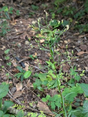 Erbe di erica — Bild 4