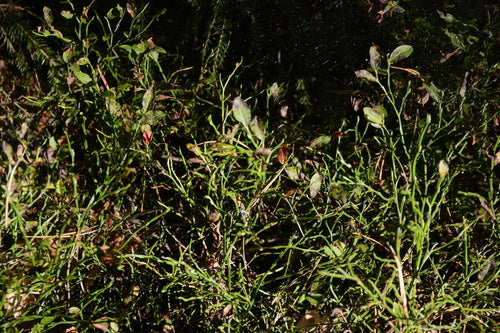 Mirtillo — Bild 3