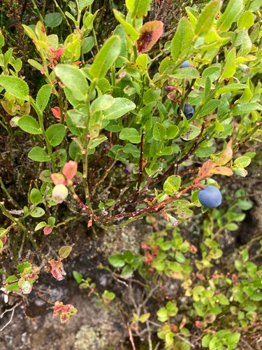 Mirtillo — Bild 3