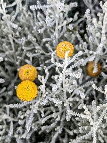 Erba sacra — Bild 1