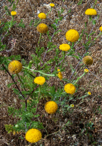 Erba sacra — Bild 5
