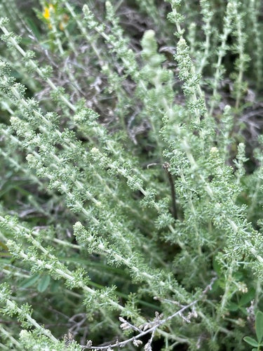 Erba sacra — Bild 3