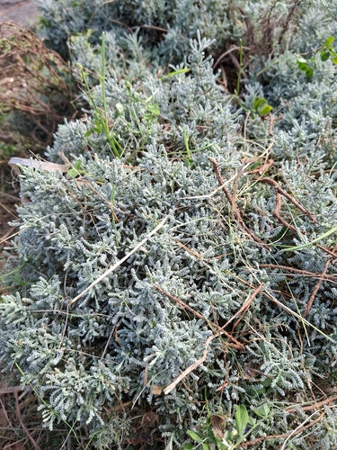 Erba sacra — Bild 4