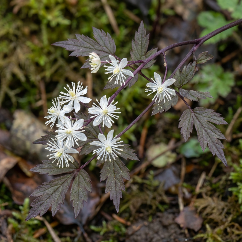 Candela d'argento autunnale