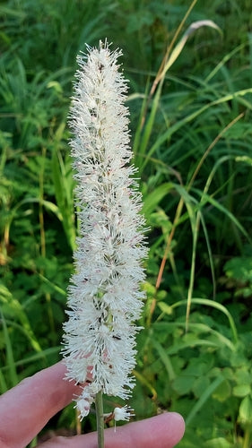 Candela d'argento autunnale — Bild 2