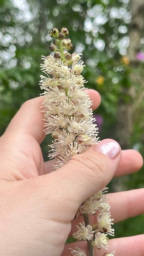 Candela d'argento autunnale — Bild 5