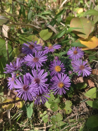 Astro autunnale — Bild 5