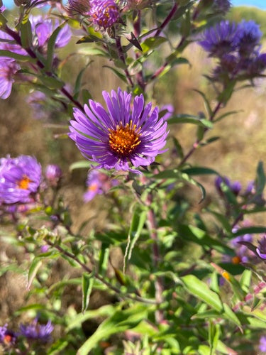 Astro autunnale — Bild 3