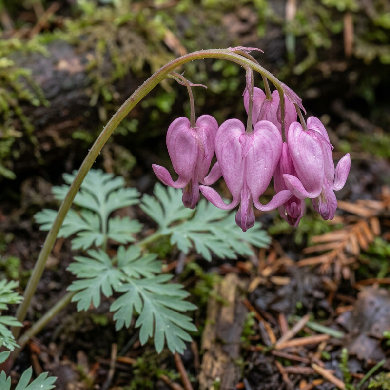 Herzblume (Dicentra formosa), illustrazione IA