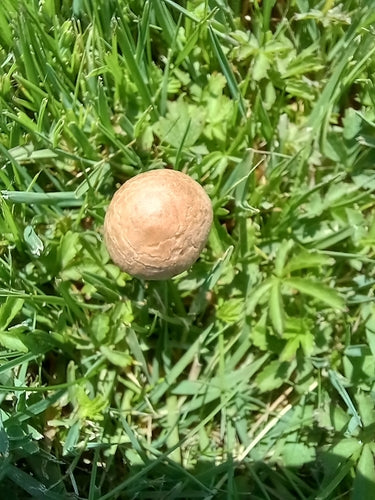 Fertilizzante per fieno — Bild 4