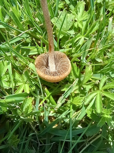 Fertilizzante per fieno — Bild 3