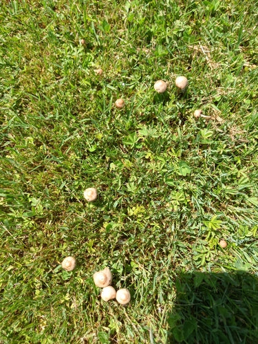 Fertilizzante per fieno — Bild 2