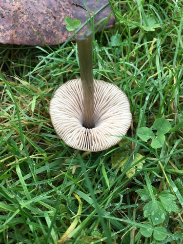 Fertilizzante per fieno — Bild 5