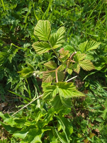 Lamponi — Bild 3