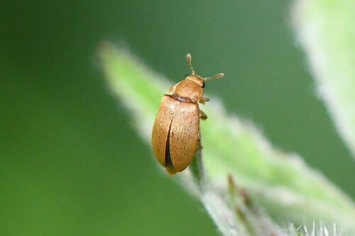 Scarabeo di lampone — foto 5 di 25