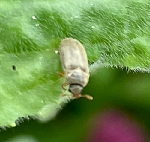 Scarabeo di lampone — Bild 5