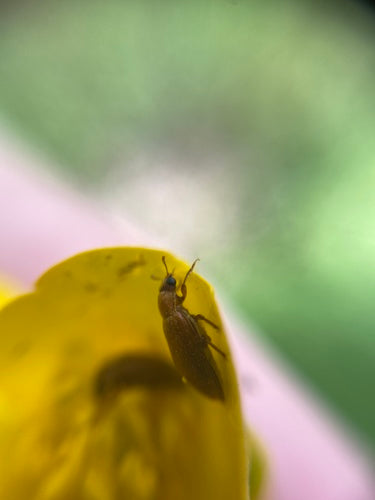 Scarabeo di lampone — Bild 4