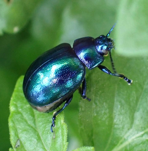 Scarabeo foglia azzurro cielo — Bild 4