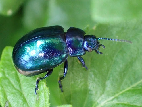 Scarabeo foglia azzurro cielo — Bild 5