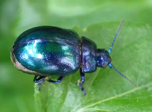 Scarabeo foglia azzurro cielo — Bild 3