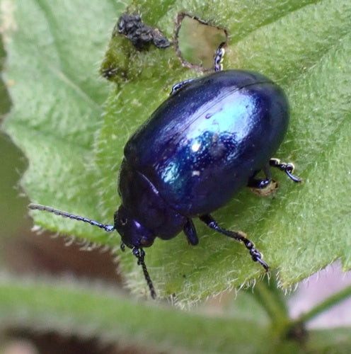 Scarabeo foglia azzurro cielo — Bild 2