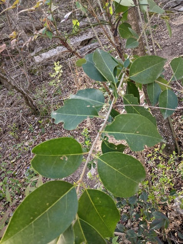 Bambù celeste — Bild 4