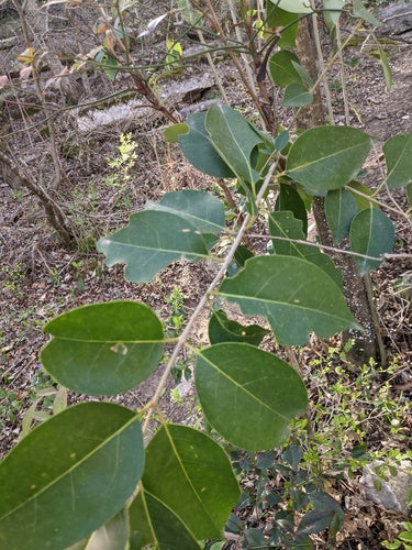 Bambù celeste — Bild 3